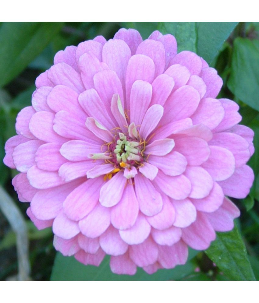     			HN organic seed - Zinnia Mixed Flower ( 20 Seeds )