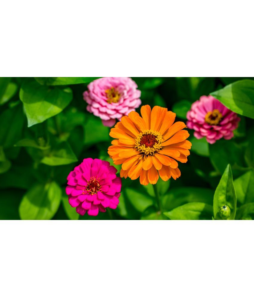     			HN organic seed - Zinnia Mixed Flower ( 20 Seeds )