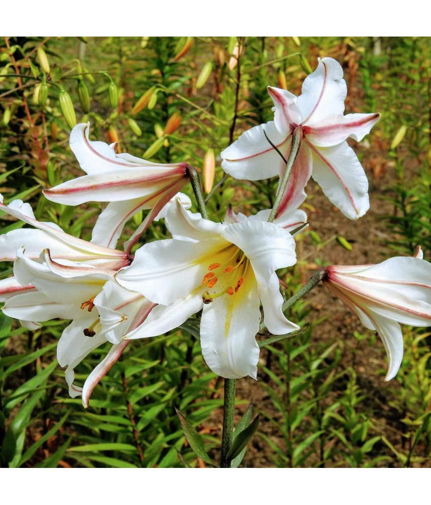     			homeagro - Amaryllis Flower ( 5 Seeds )