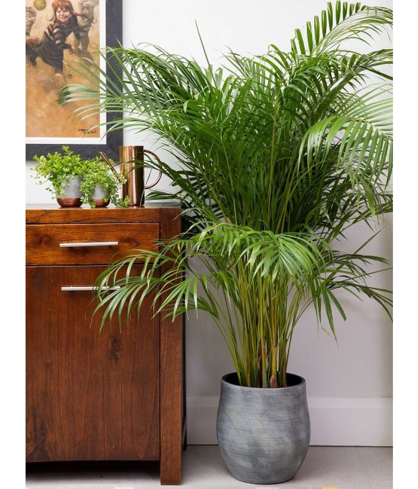     			homeagro - Areca palm Plant ( 5 Seeds )