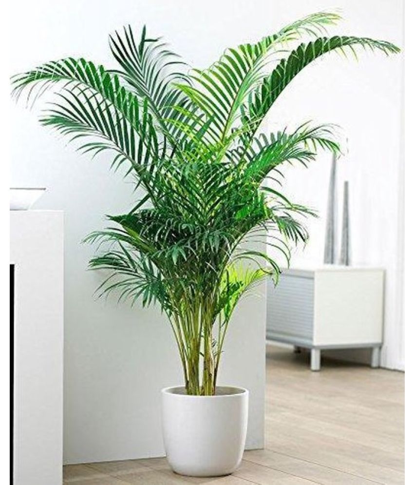     			homeagro - Areca palm Plant ( 5 Seeds )