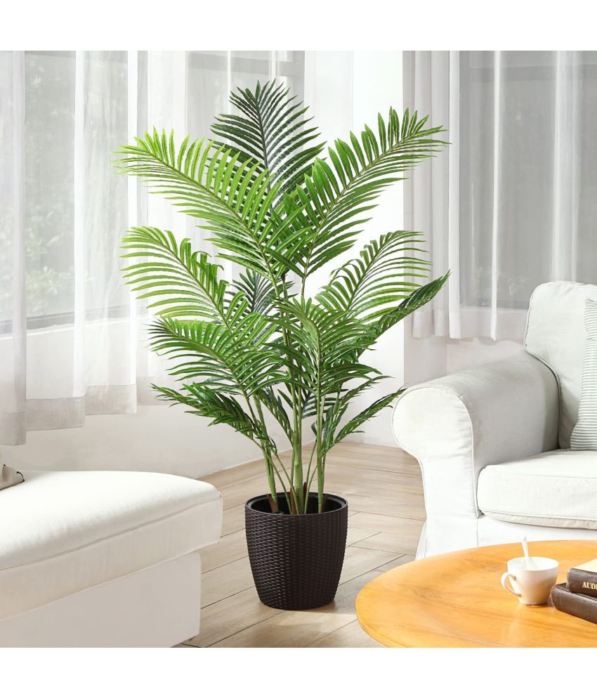     			homeagro - Areca palm Plant ( 5 Seeds )