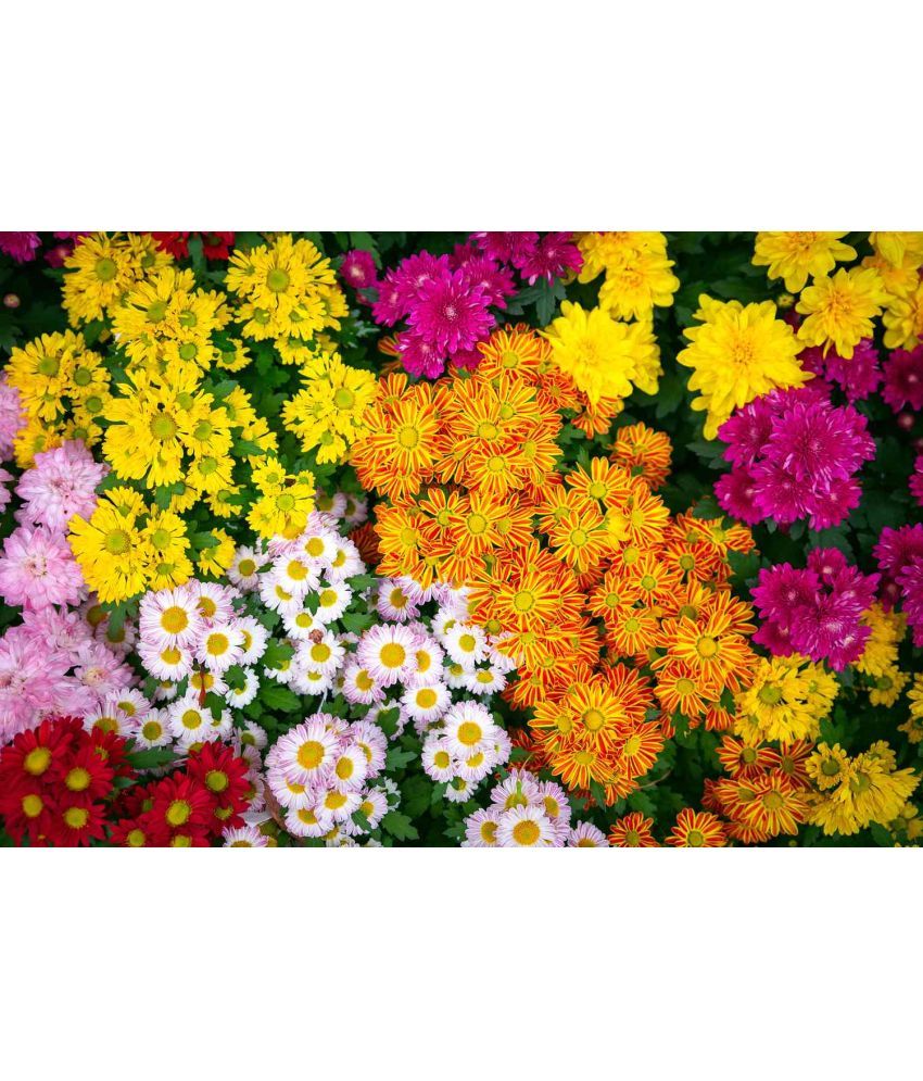     			homeagro - Indian Chrysanthemum Mixed Flower ( 50 Seeds )