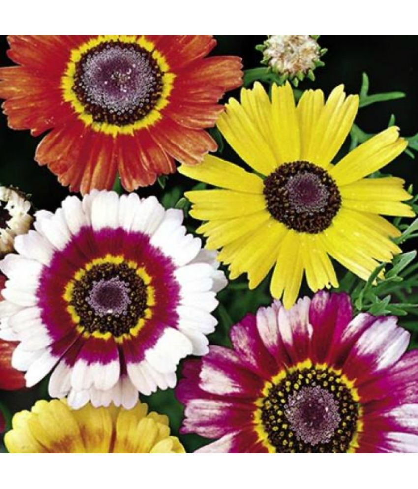     			homeagro - Indian Chrysanthemum Mixed Flower ( 50 Seeds )