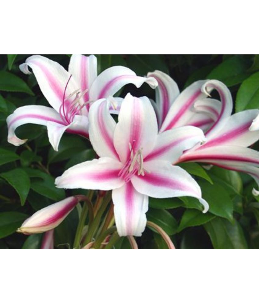    			homeagro - Lily Flower ( 5 Seeds )