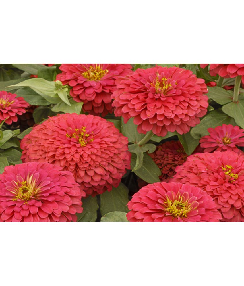     			homeagro - Zinnia Mixed Flower ( 20 Seeds )