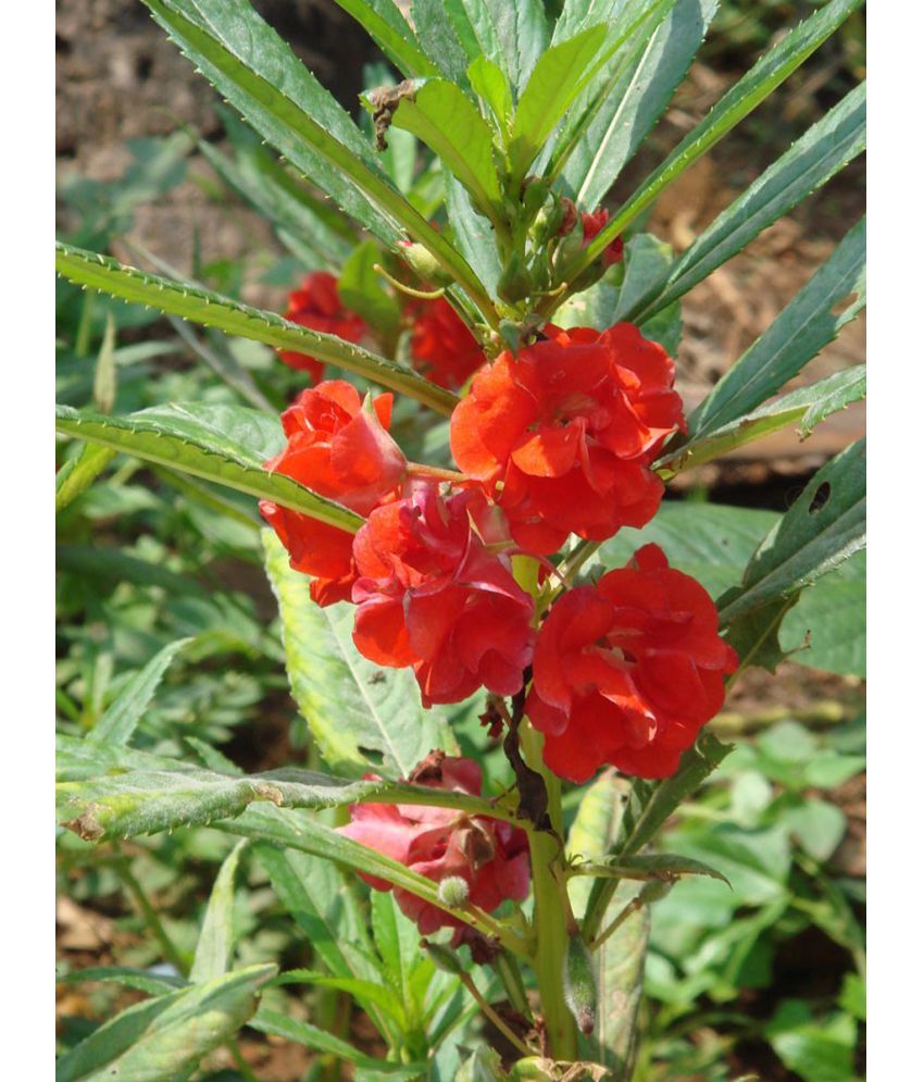     			homeagro - Balsam Mixed Flower ( 20 Seeds )