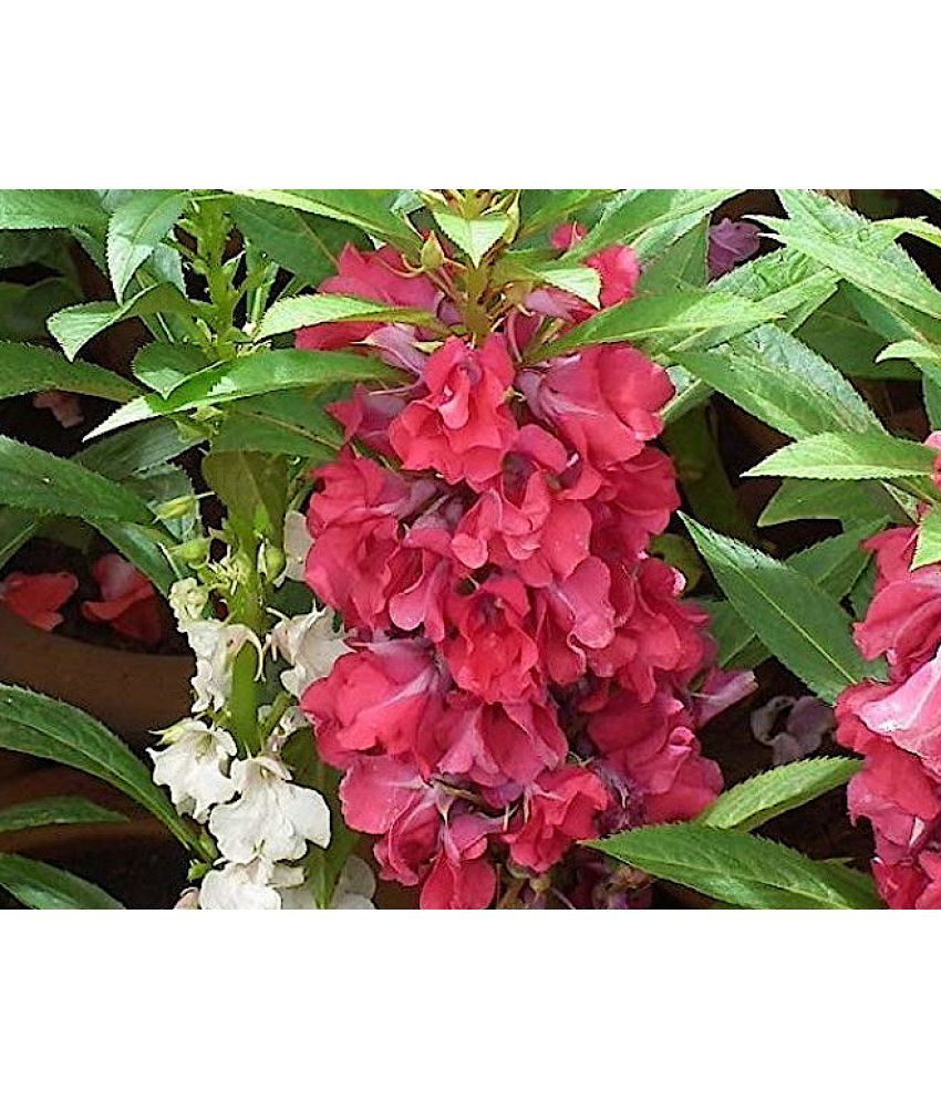     			homeagro - Balsam Mixed Flower ( 20 Seeds )