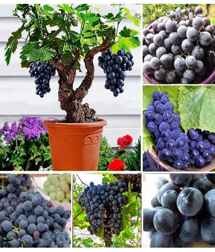     			homeagro - Black Grape Fruit ( 20 Seeds )