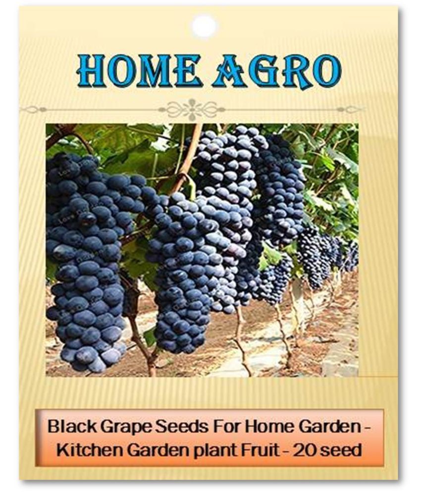     			homeagro - Black Grape Fruit ( 20 Seeds )