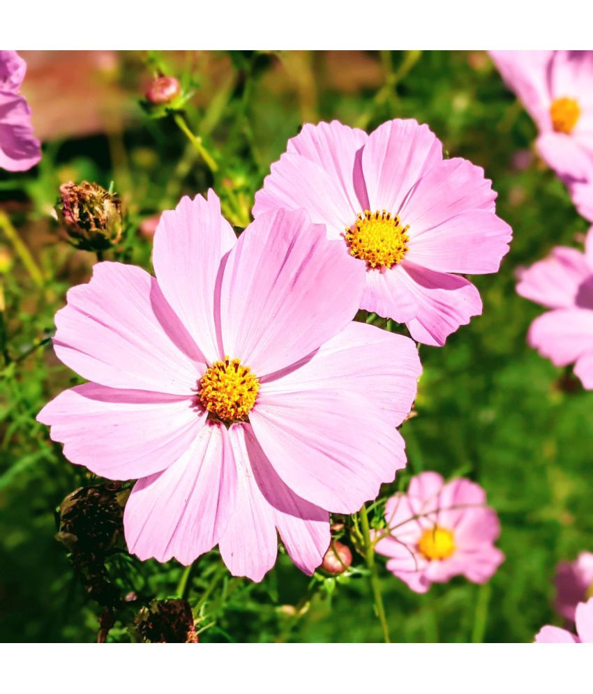     			homeagro - Cosmos Mixed Flower ( 20 Seeds )