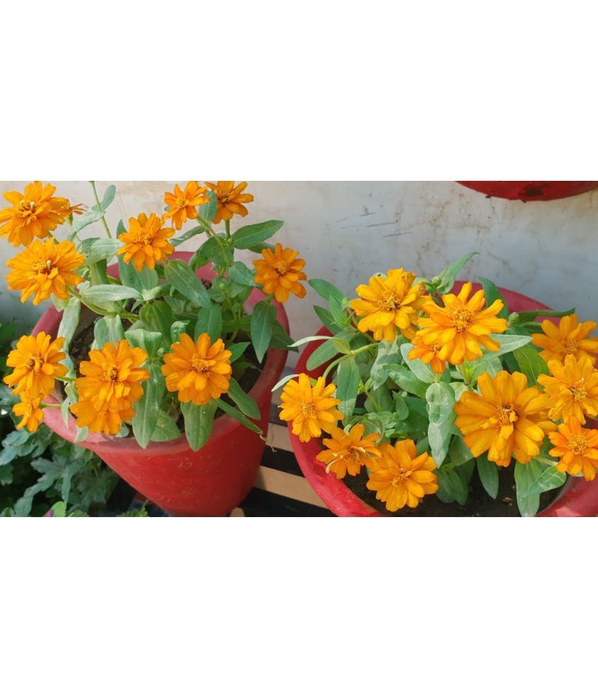     			homeagro - Cosmos Mixed Flower ( 20 Seeds )