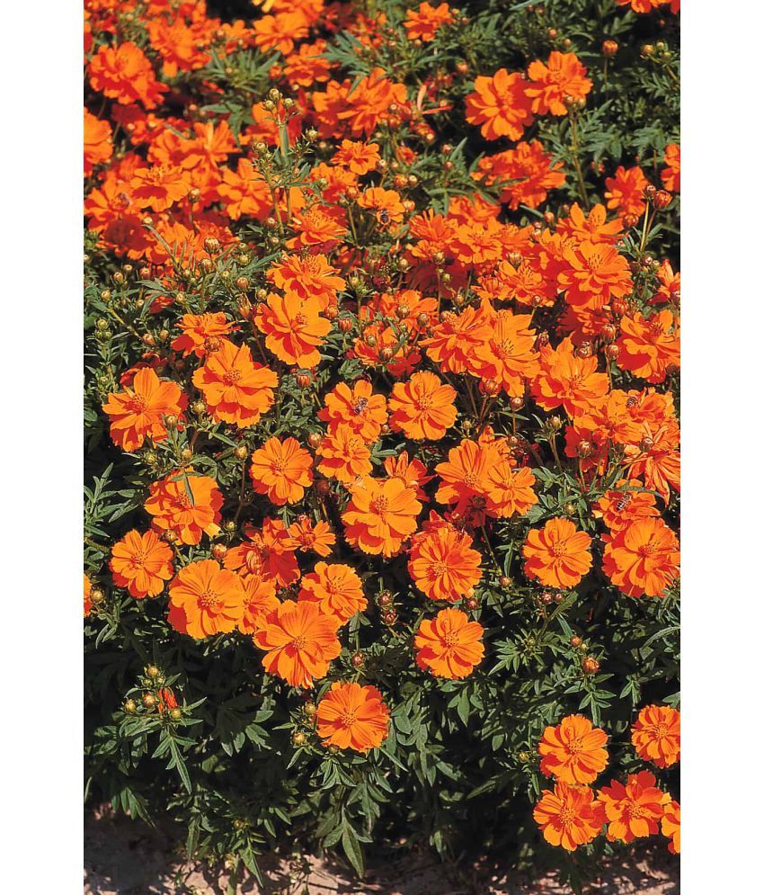     			homeagro - Cosmos Mixed Flower ( 20 Seeds )