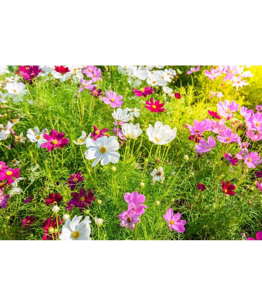     			homeagro - Cosmos Mixed Flower ( 20 Seeds )