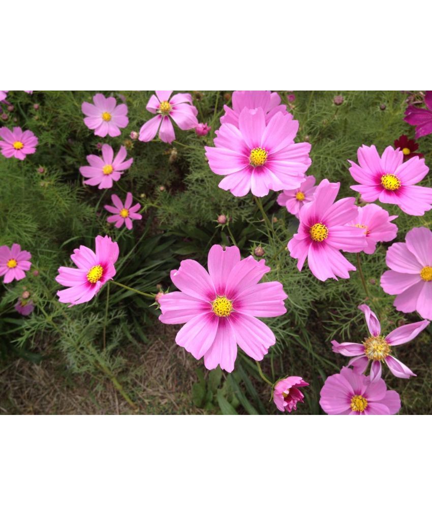     			homeagro - Cosmos Mixed Flower ( 20 Seeds )