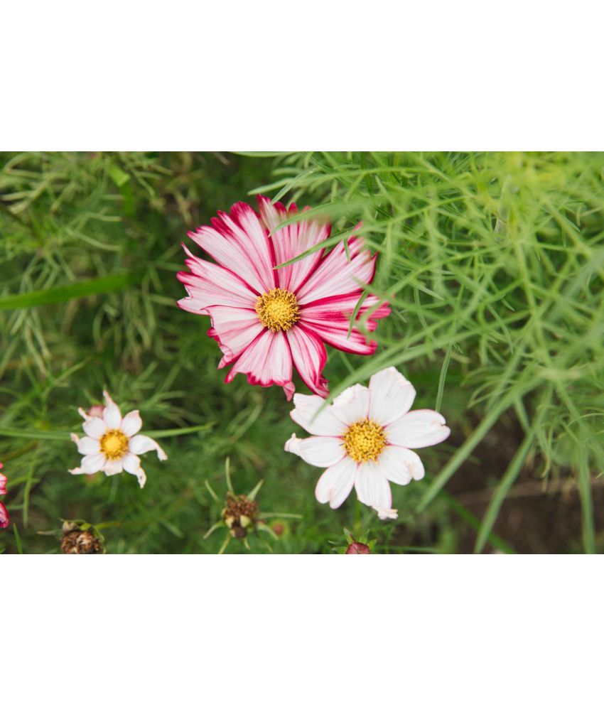     			homeagro - Cosmos Mixed Flower ( 20 Seeds )