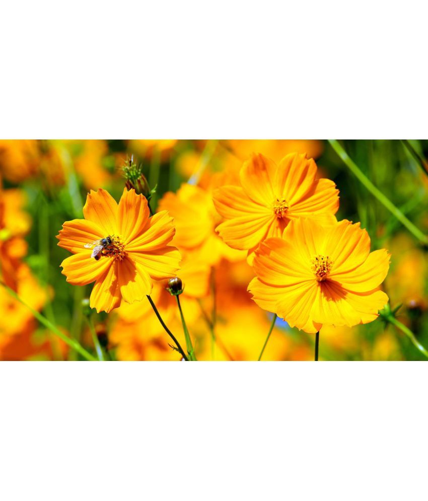     			homeagro - Cosmos Mixed Flower ( 20 Seeds )