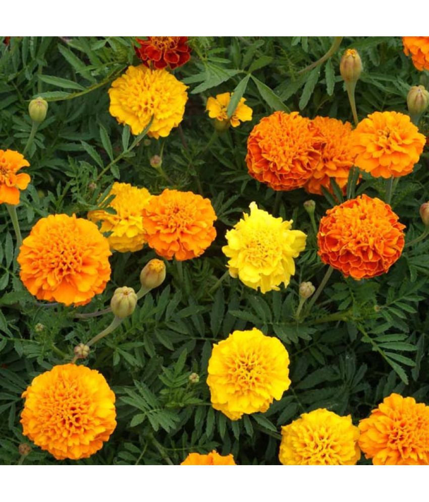     			homeagro - Marigold Flower ( 50 Seeds )