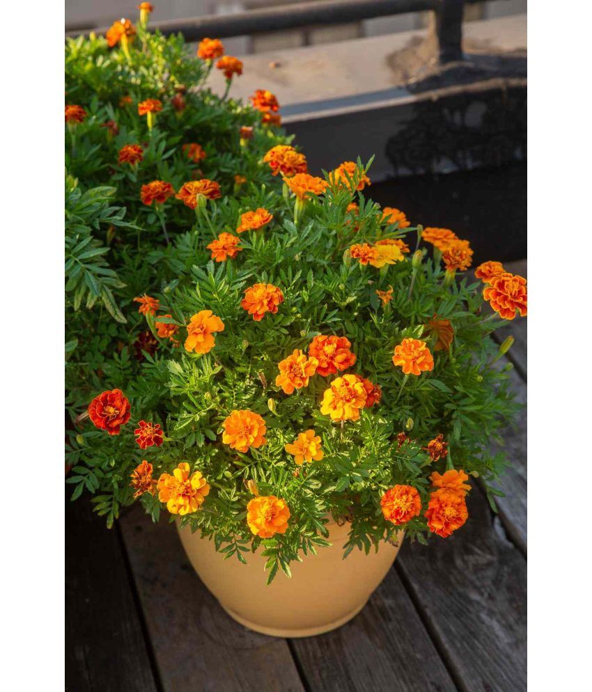     			homeagro - Marigold Flower ( 50 Seeds )