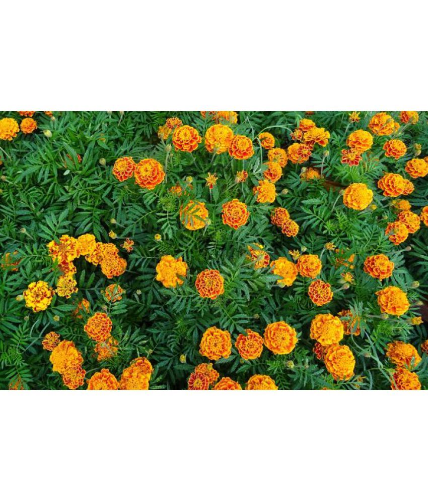     			homeagro - Marigold Flower ( 50 Seeds )