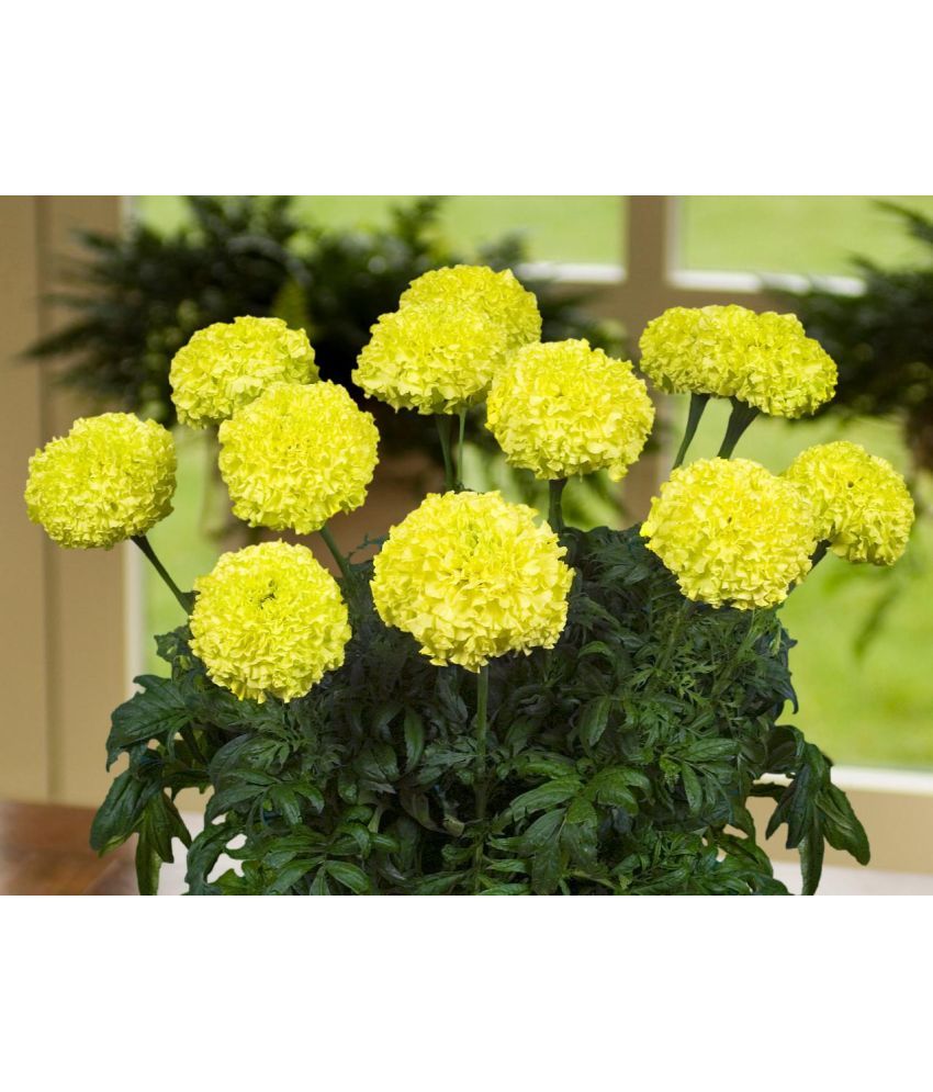     			homeagro - Marigold Flower ( 50 Seeds )