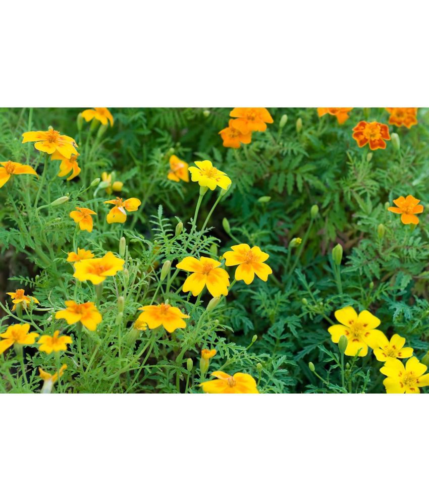     			homeagro - Marigold Flower ( 50 Seeds )