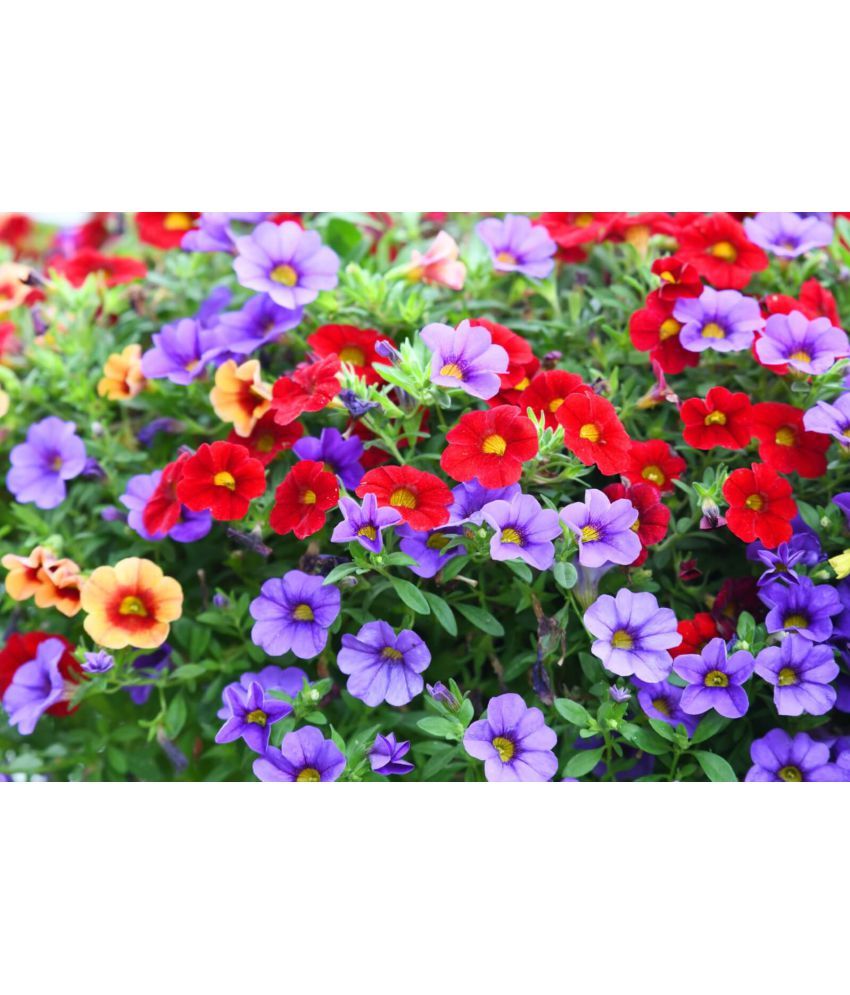     			homeagro - Petunia Mixed Flower ( 50 Seeds )