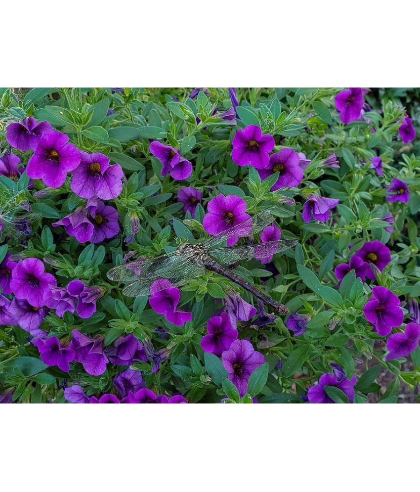     			homeagro - Petunia Mixed Flower ( 50 Seeds )