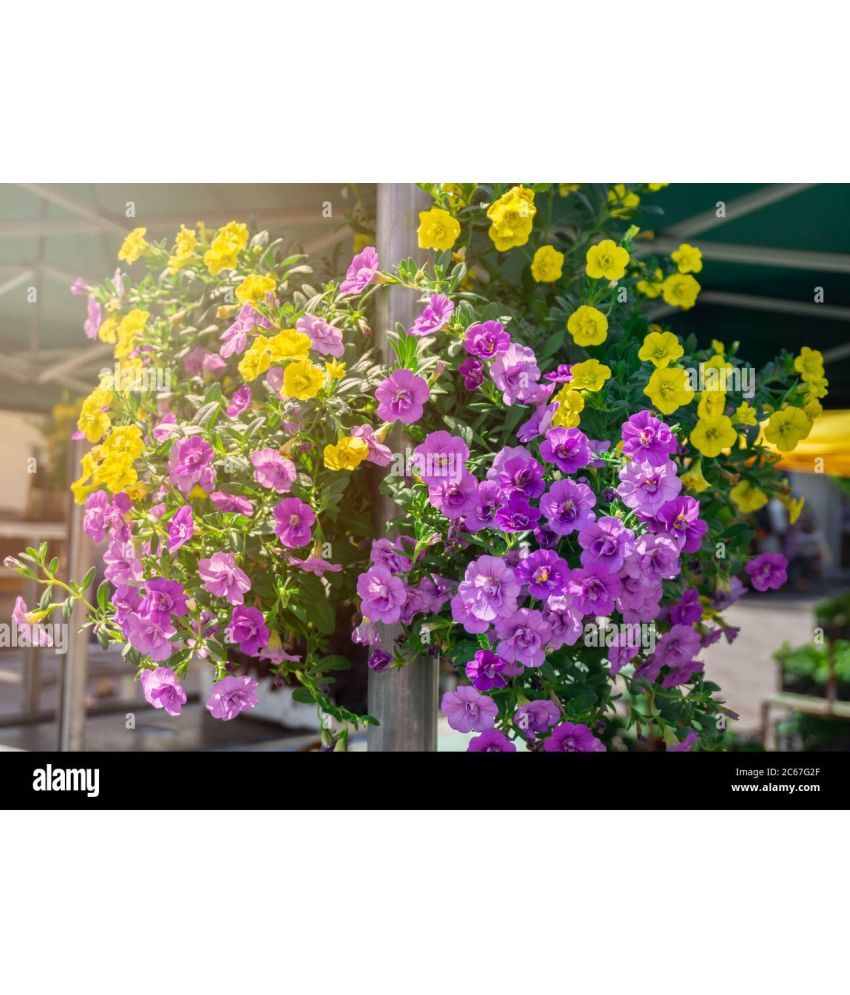     			homeagro - Petunia Mixed Flower ( 50 Seeds )