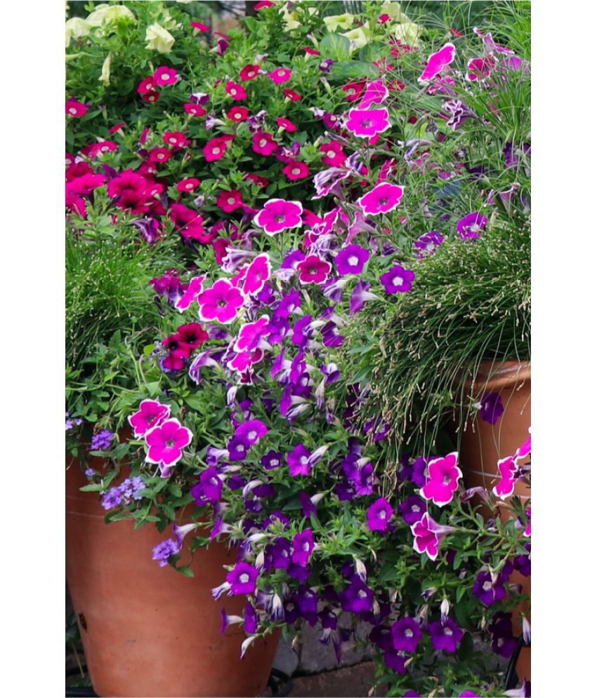     			homeagro - Petunia Mixed Flower ( 50 Seeds )