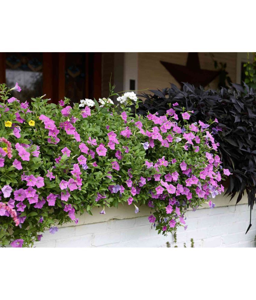     			homeagro - Petunia Mixed Flower ( 50 Seeds )