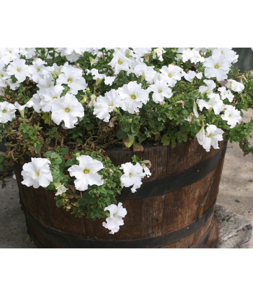     			homeagro - Petunia Mixed Flower ( 50 Seeds )