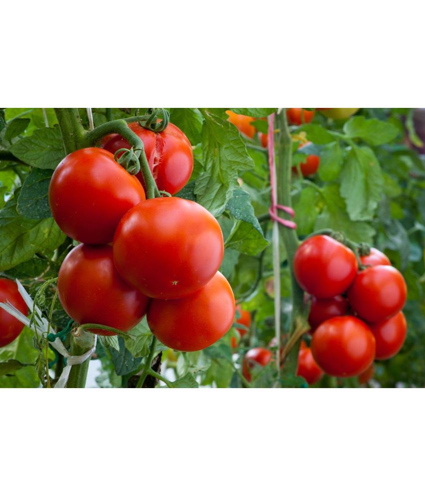     			homeagro - Tomato Vegetable ( 100 Seeds )