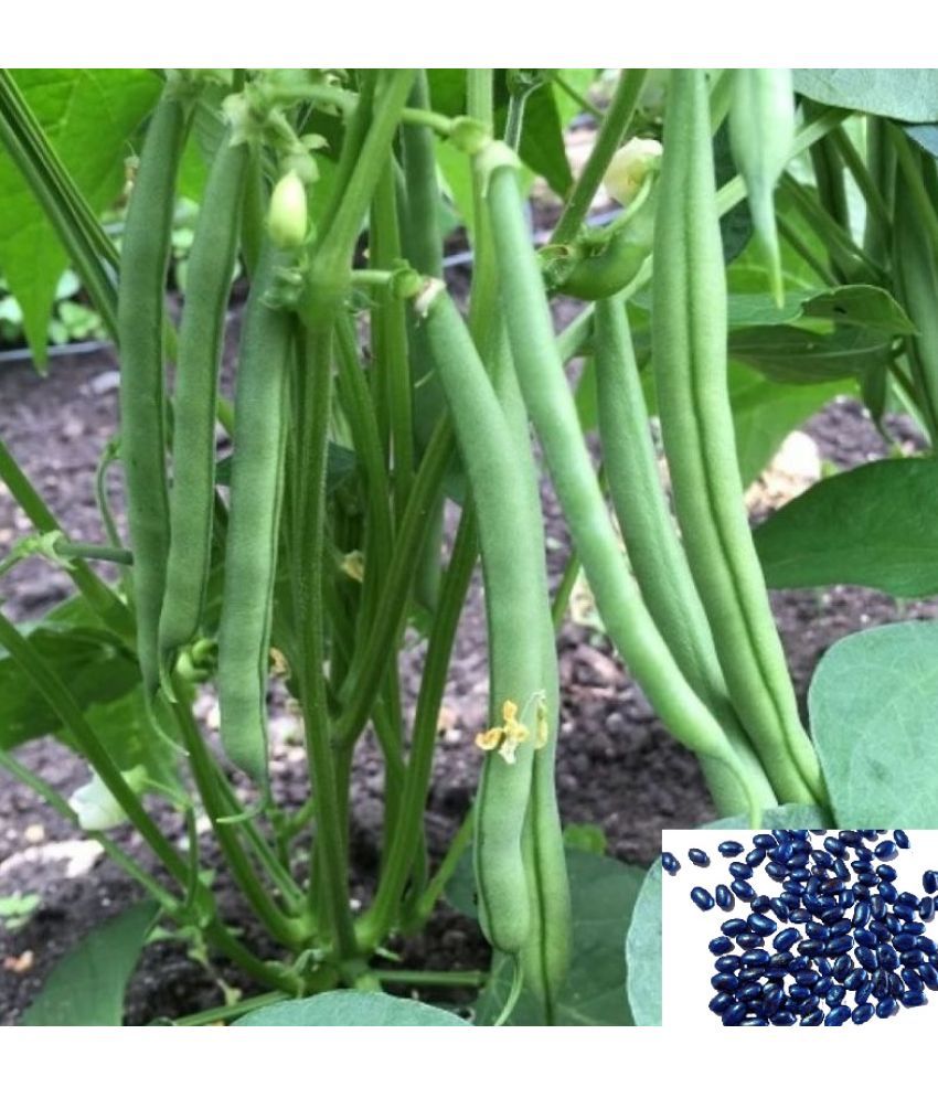 HOMETALES French Bean Vegetable ( 50 Seeds ) Buy HOMETALES French Bean Vegetable ( 50 Seeds