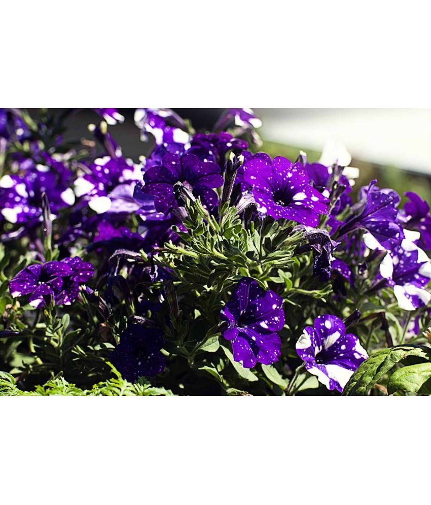     			homeagro - Petunia Mixed Flower ( 50 Seeds )