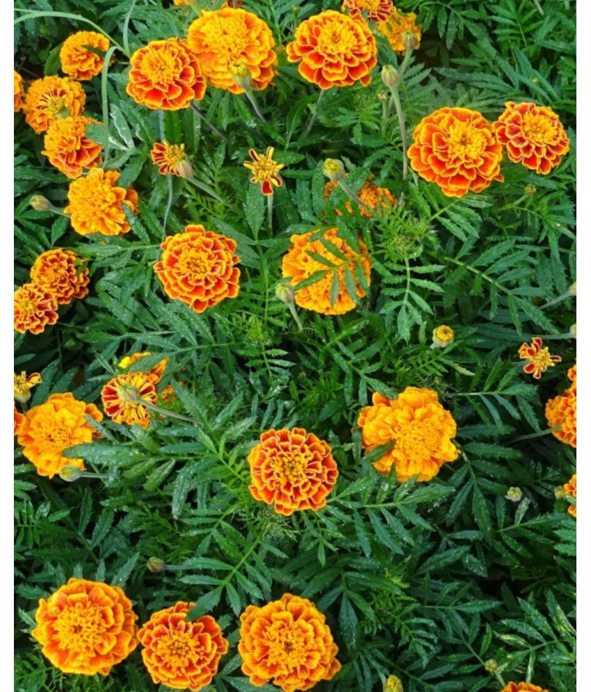     			homeagro - Marigold Flower ( 50 Seeds )