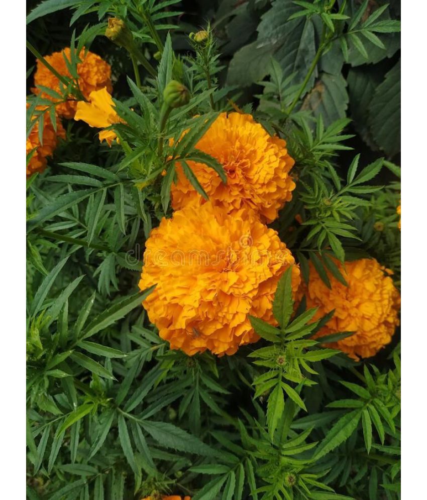     			homeagro - Marigold Flower ( 50 Seeds )