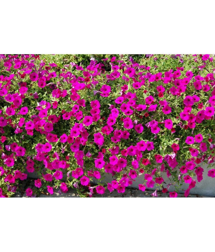     			homeagro - Petunia Mixed Flower ( 50 Seeds )