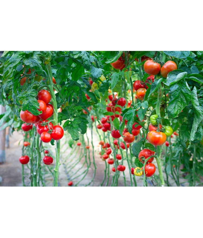     			homeagro - Tomato Vegetable ( 100 Seeds )