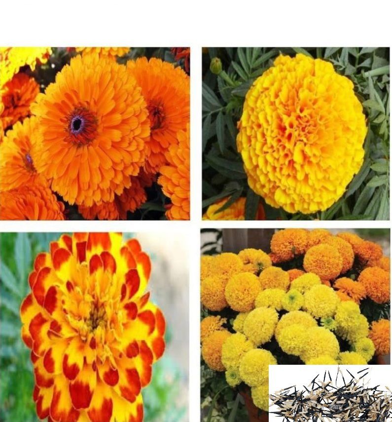     			homeagro- African Marigold Flower Seeds (Pack of 50)
