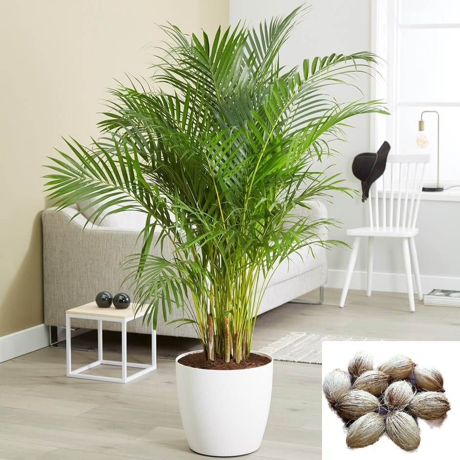     			homeagro - Areca palm Plant ( 5 Seeds )