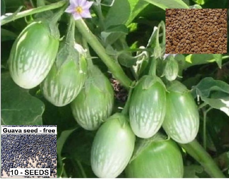     			homeagro- Brinjal Vegetable Seeds (Pack of 100)