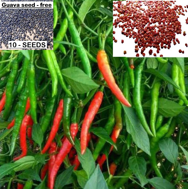     			homeagro- Chilli Vegetable Seeds (Pack of 50)