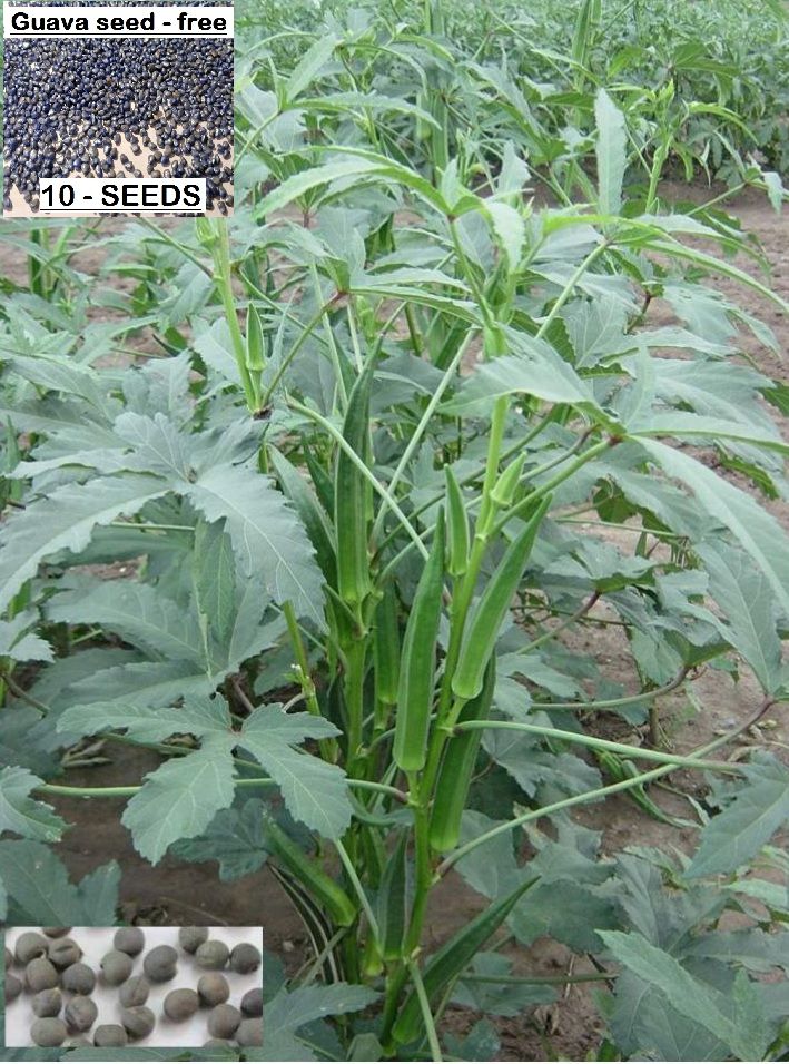     			homeagro- Lady Finger Vegetable Seeds (Pack of 50)