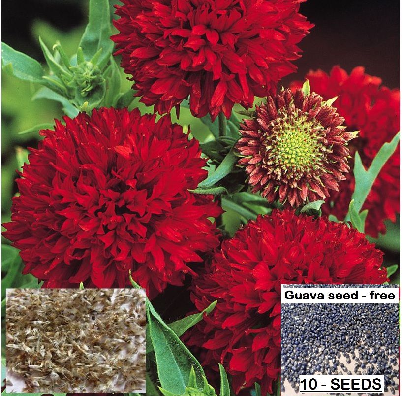     			homeagro- Mixed Flower Seeds (Pack of 50)