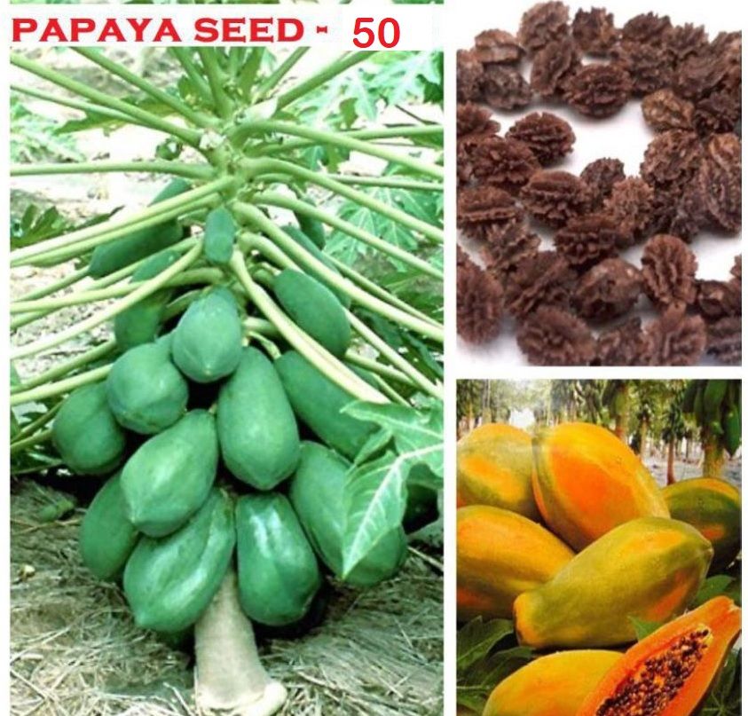     			homeagro - Papaya Fruit Seeds (Pack of 40)