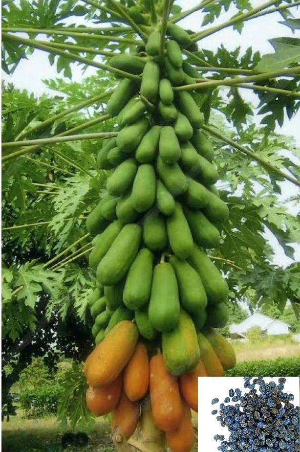     			homeagro - Papaya Fruit Seeds (Pack of 50)