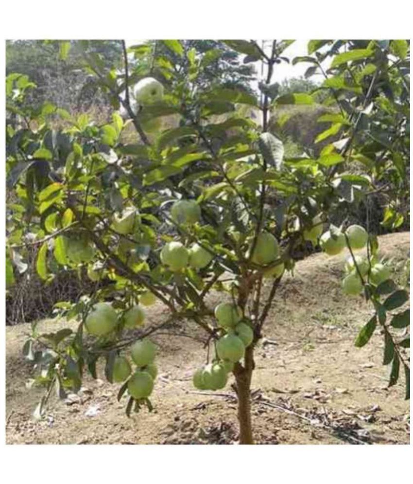     			CLASSIC GREEN EARTH - Guava Fruit ( 100 Seeds )