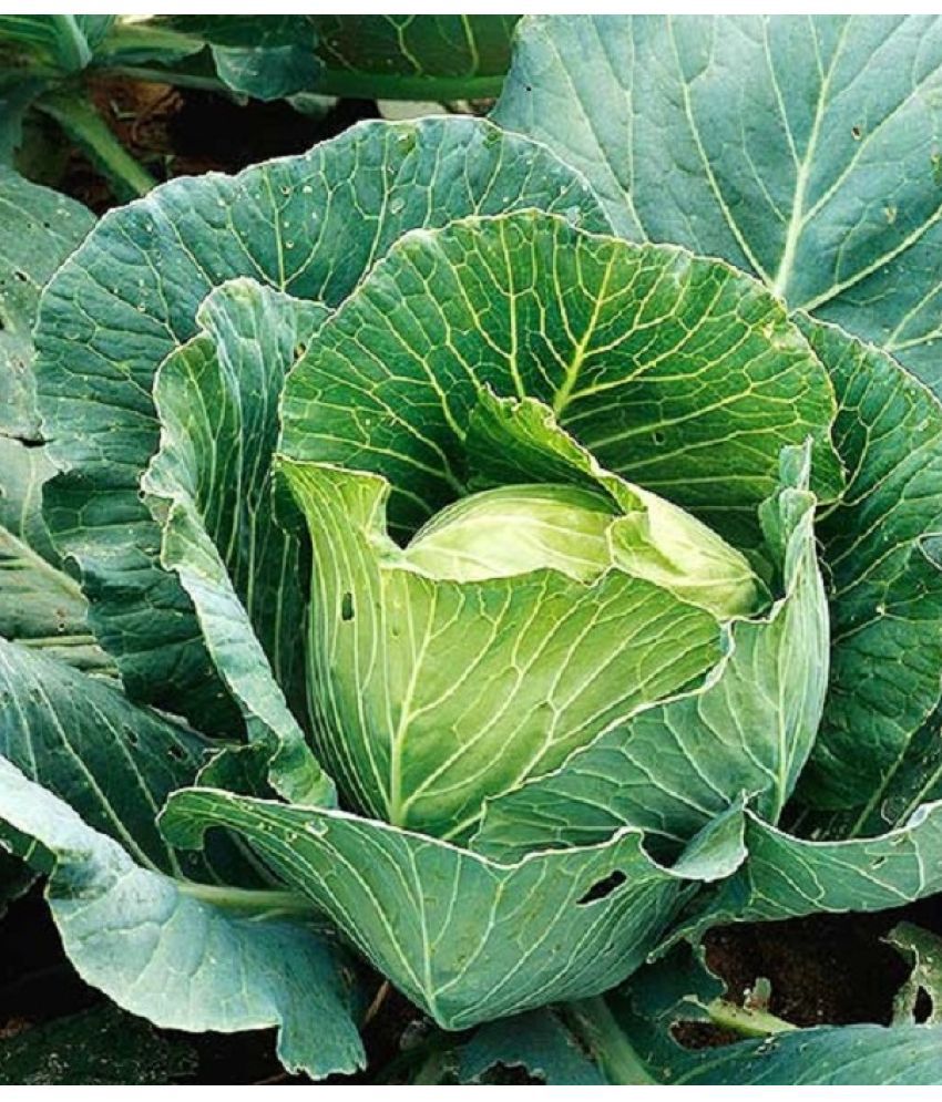     			Recron Seeds - Cabbage Vegetable ( 50 Seeds )