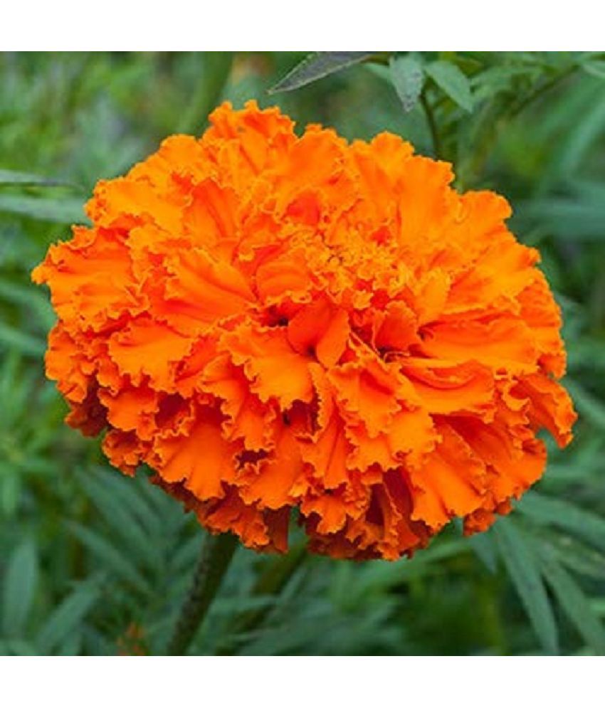    			Recron Seeds - Dhan Basanti Marigold Flower ( 50 Seeds )